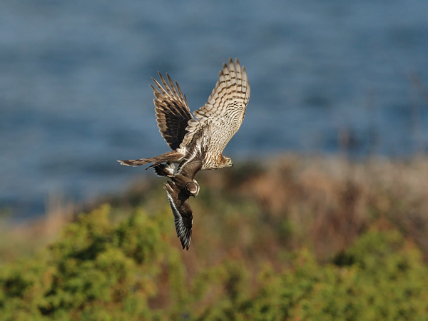 Varpushaukka, Eurasian Sparrowhawk, Accipiter nisus